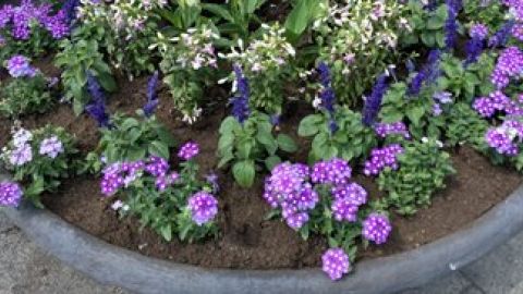Bloeiende paarse planten in een plantenbak 